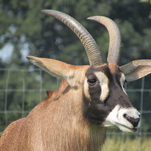 Roan Antelope