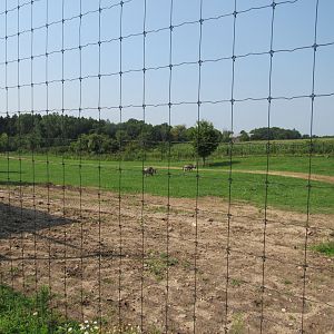 White-bearded Wildebeest Exhibit