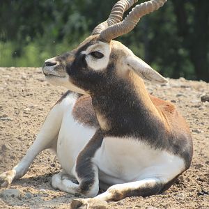 Blackbuck