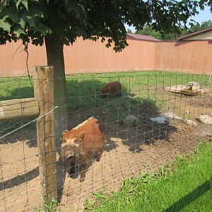 Red River Hog Exhibit