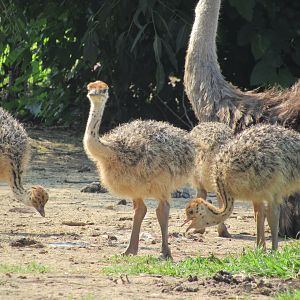 Ostrich chicks
