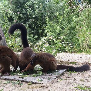 Red bellied lemurs