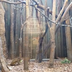Indoor lemur exhibit #2