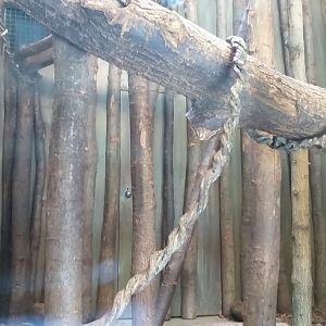 Indoor lemur exhibit #1