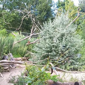 Outdoor lemur exhibit