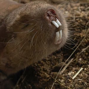 Mechow's mole-rat (Fukomys mechowi)