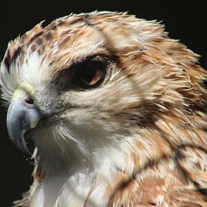 Red-tailed hawk | August 19, 2023