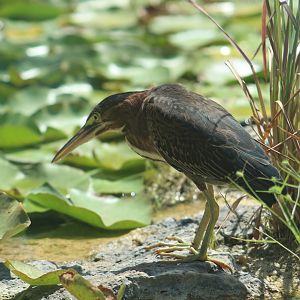 Wild green heron | August 19, 2023