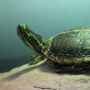 Southern painted turtle | August 19, 2023