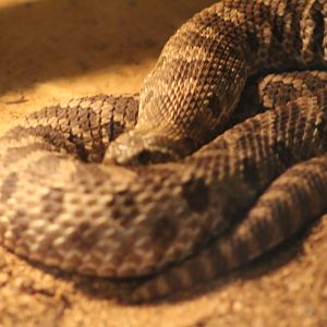 Eastern hognose snake | August 19, 2023