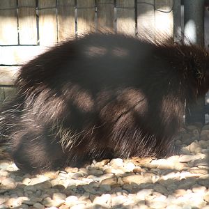 North American porcupine | August 19, 2023