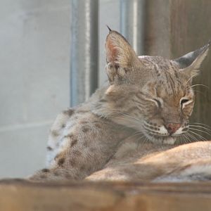 Bobcat | August 19, 2023