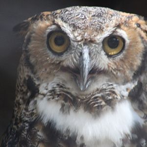Great-horned owl | August 19, 2023