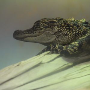 American alligator | August 19, 2023