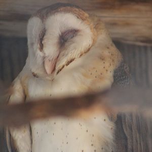 Barn owl | August 19, 2023