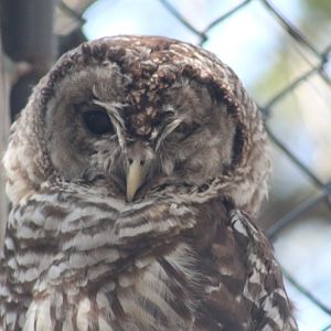 Barred owl | August 19, 2023