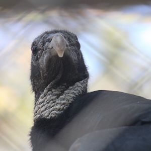 Black vulture | August 19, 2023