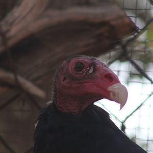 Turkey vulture | August 19, 2023