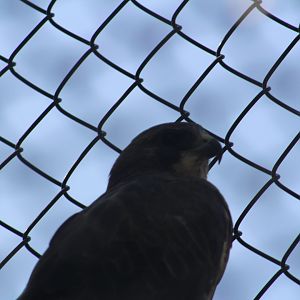 Swainson's hawk | August 19, 2023