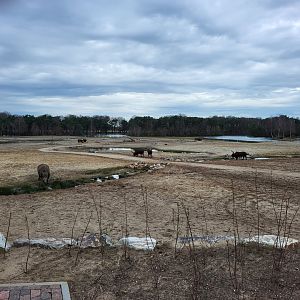 Part of the African Plain