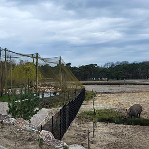 Savanne-aviary and White rhinos