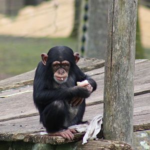 Juvenile Chimpansee