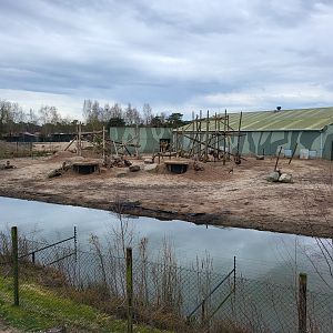 Hamadryas baboon enclosure