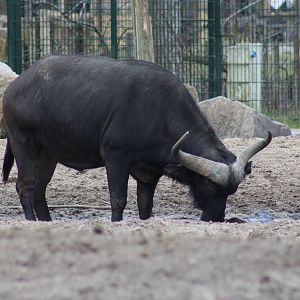 African buffalo