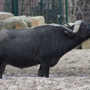African buffalo
