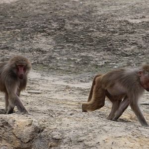 Hamadryas baboons