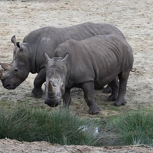 Southern white rhinos