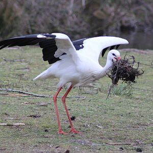 Nest-material carrying White stork