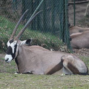 Gemsbok