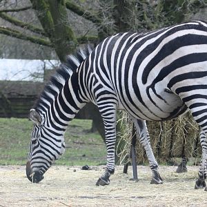 Grant's zebra