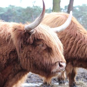 Highland cattle