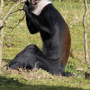 L'Hoest monkey