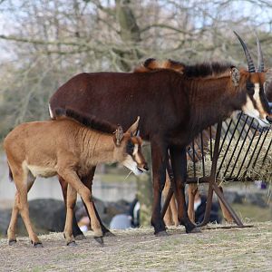 Sable antilope with young