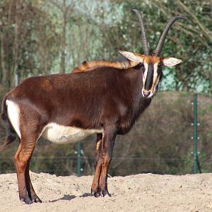 Sable antilope