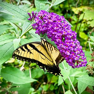 Aug. 2023 - Eastern Tiger Swallowtail