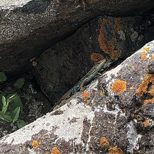 Lizard ID