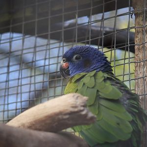 Blue-headed Parrot