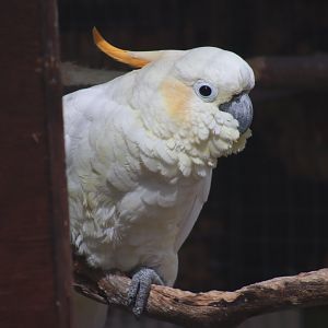 Citron-crested Cockatoo