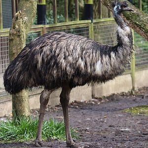 Emu
