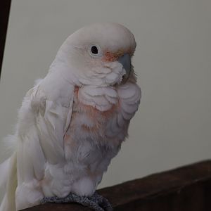 Goffin's Corella