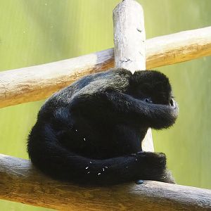 Colombian black spider monkey (Ateles fusciceps rufiventris), 2022-10-29