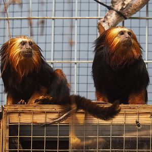 Golden-headed lion tamarins (Leontopithecus chrysomelas), 2022-10-29