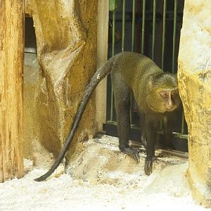 Juvenile Hamlyn's monkey (Cercopithecus hamlyni), 2022-10-29