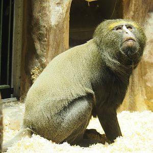 Hamlyn's monkey (Cercopithecus hamlyni), 2022-10-29