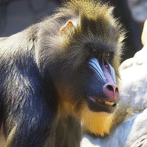 Mandrill (Mandrillus sphinx), 2022-10-29