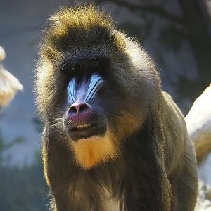 Mandrill (Mandrillus sphinx), 2022-10-29